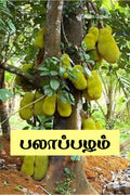 Palaaazham / 