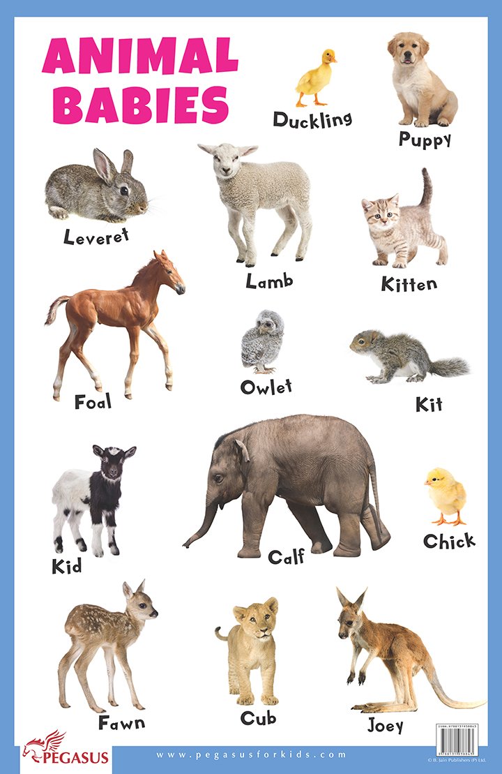 Animal Babies  Thick Laminated Primary Chart