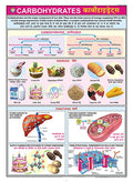 Fn04 | Teachingnest | Carbohydrates Chart (70X100Cm) | Food And Nutrition Chart | Wall Sticking | English  Hindi Combined [Wall