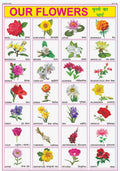 Flowers Chart For Kids | 70X100 Cm (Extra Large Size To Attract Kids) | NonTearable And Waterproof | Perfect For Homeschooling,