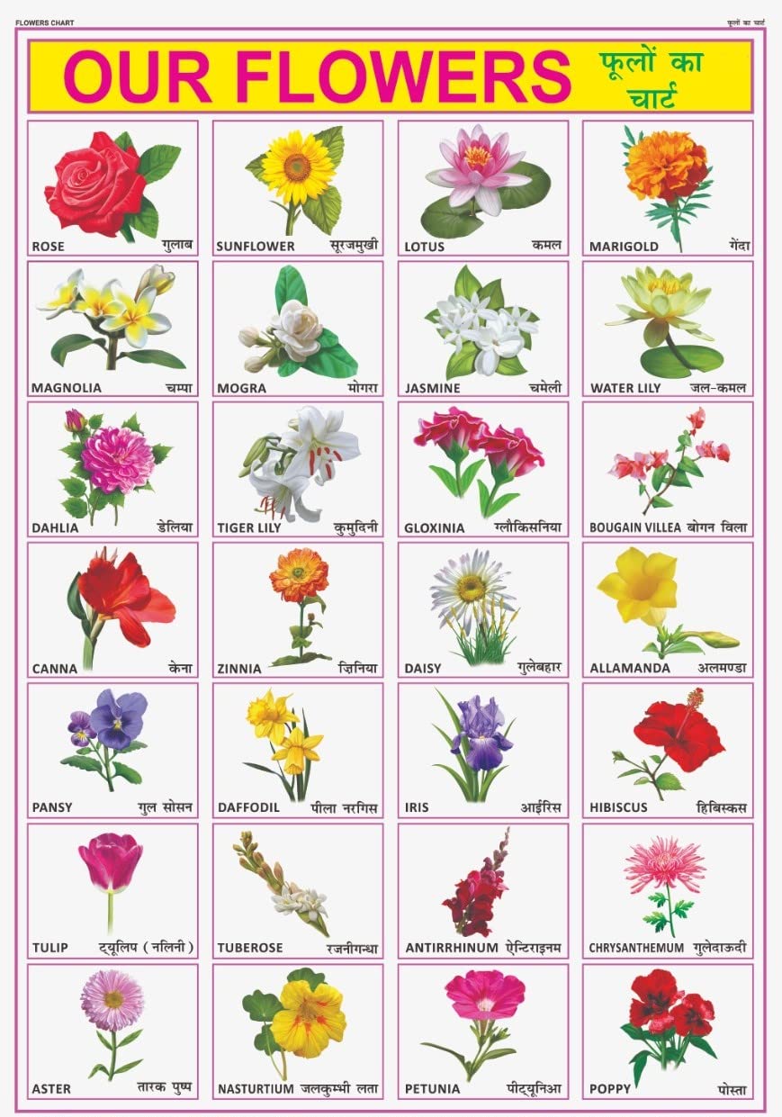 Flowers Chart For Kids | 70X100 Cm (Extra Large Size To Attract Kids) | NonTearable And Waterproof | Perfect For Homeschooling,