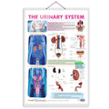 THE URINARY SYSTEM CHART | Understanding the Urinary System: Chart and Diagrams