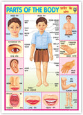 Parts Of The Body (Size 70 X 100 Cms)|Laminated Both Sides
