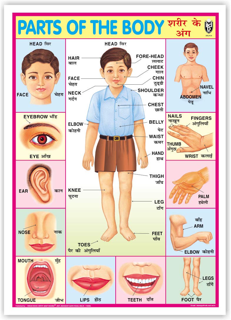 Parts Of The Body (Size 70 X 100 Cms)|Laminated Both Sides