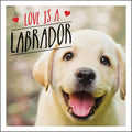 Love Is A Labrador: A LabTastic Celebration of the Worlds Favourite Dog