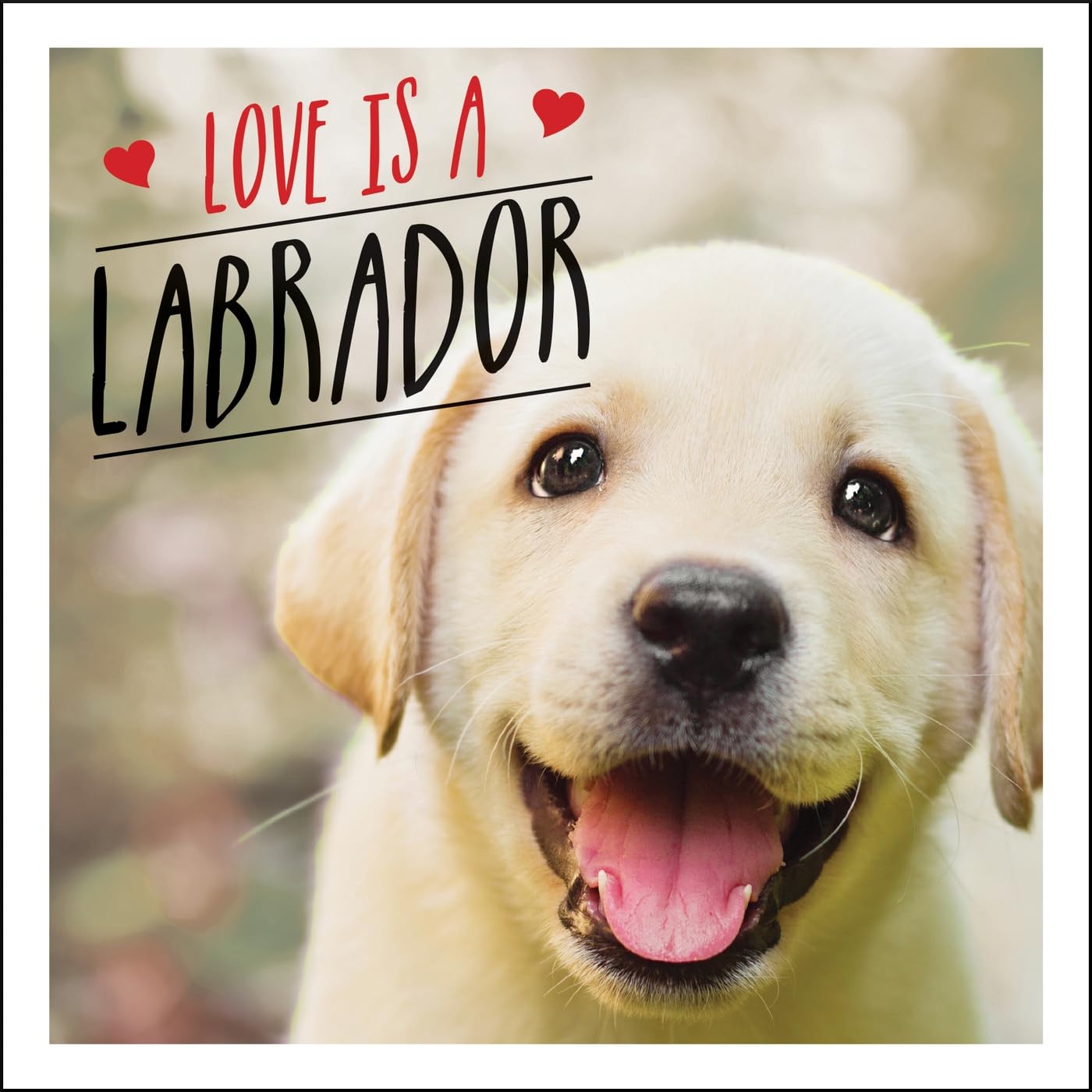Love Is A Labrador: A LabTastic Celebration of the Worlds Favourite Dog