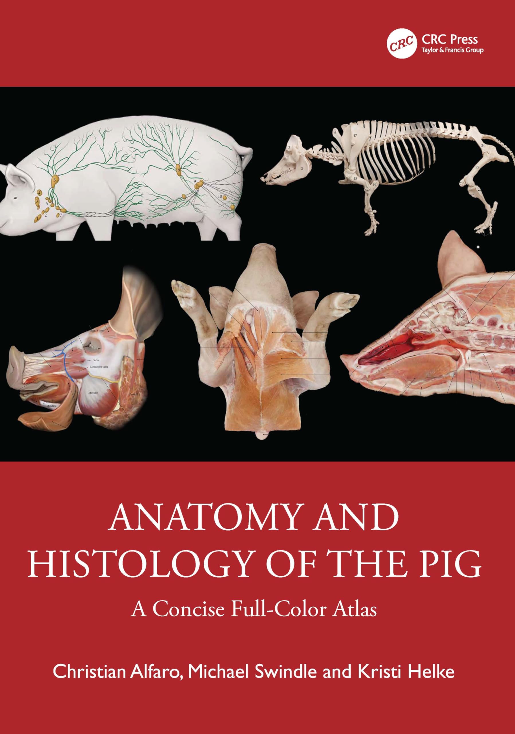 ANATOMY AND HISTOLOGY OF THE PIG A CONCISE FULL COLOR ATLAS (HB 2026)