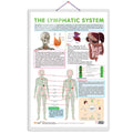 THE LYMPHATIC SYSTEM CHART | Understanding Lymphatic Pathways: Interactive Anatomy Chart