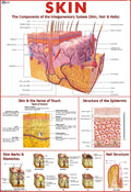 Human Skin Chart | 70 x 100 cm | Laminated Educational Wall Chart | Human Physiology Poster for Biology, Medical & Anatomy Stude