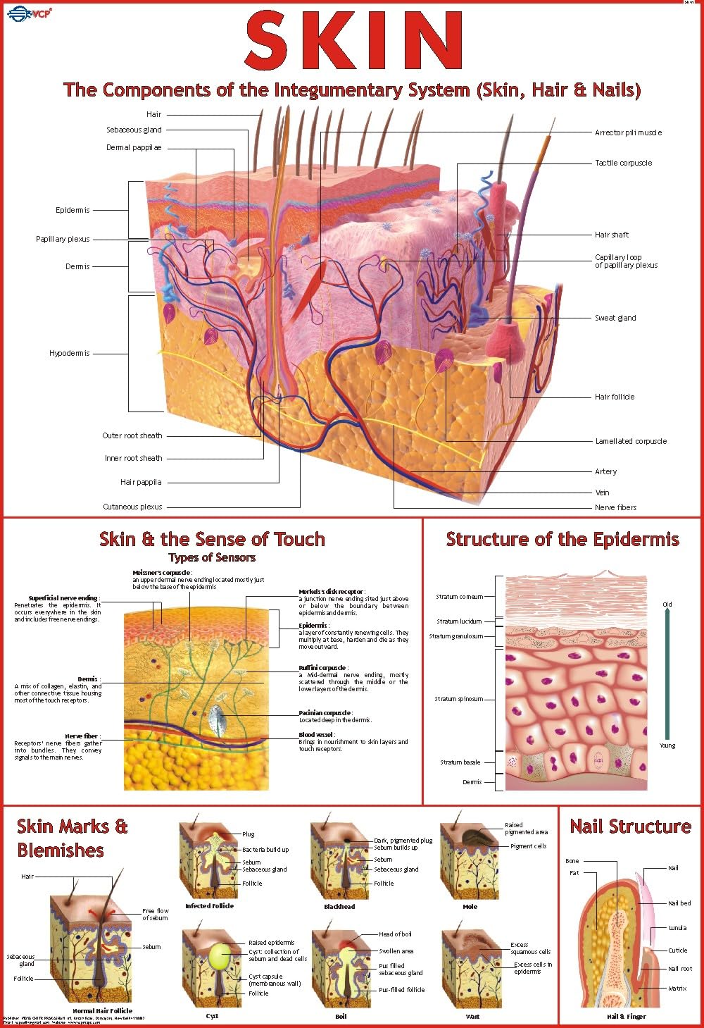 Human Skin Chart | 70 x 100 cm | Laminated Educational Wall Chart | Human Physiology Poster for Biology, Medical & Anatomy Stude
