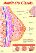 Human Mammary Glands Chart Chart | 70 x 100 cm | Laminated Educational Wall Chart | Human Physiology Poster for Biology, Medical