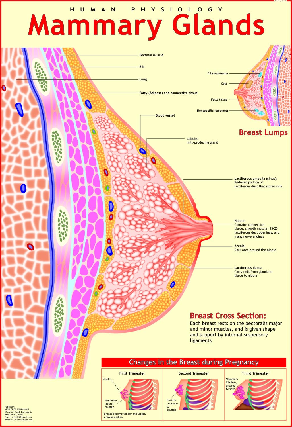 Human Mammary Glands Chart Chart | 70 x 100 cm | Laminated Educational Wall Chart | Human Physiology Poster for Biology, Medical