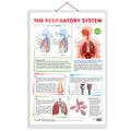 THE RESPIRATORY SYSTEM CHART | The Breath of Life: Exploring the Respiratory System Chart
