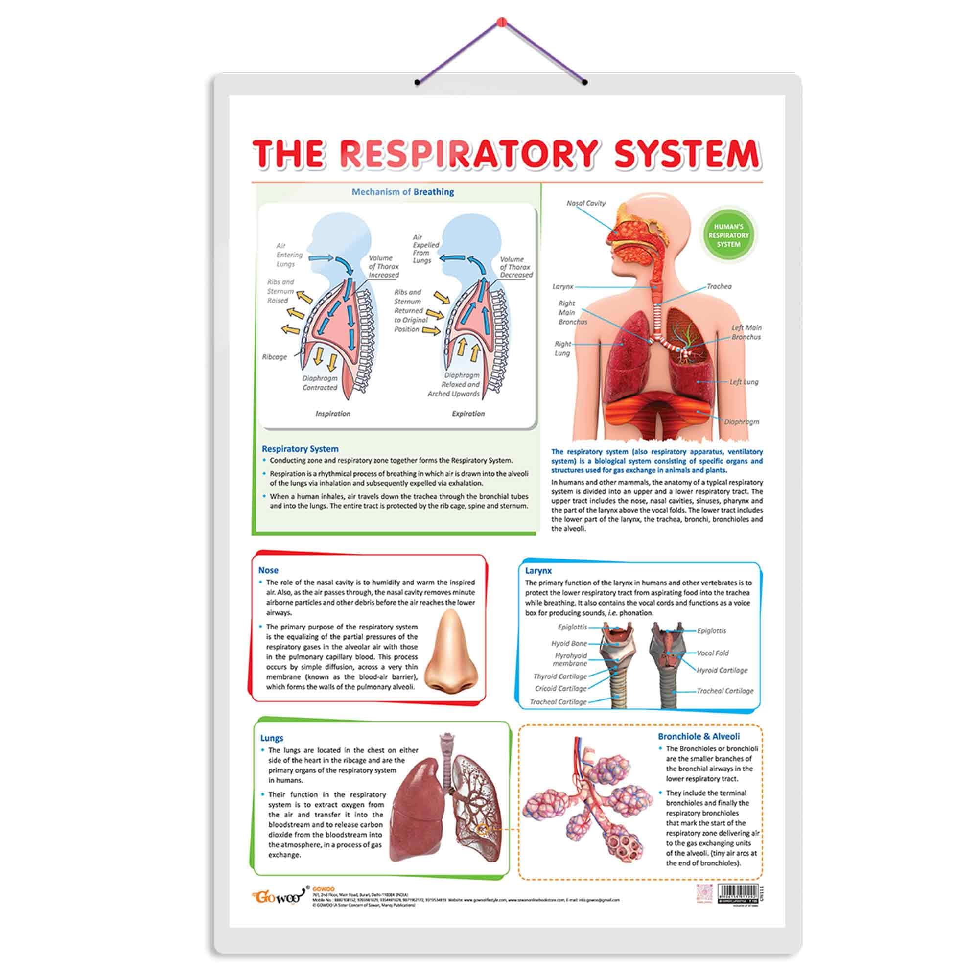 THE RESPIRATORY SYSTEM CHART | The Breath of Life: Exploring the Respiratory System Chart