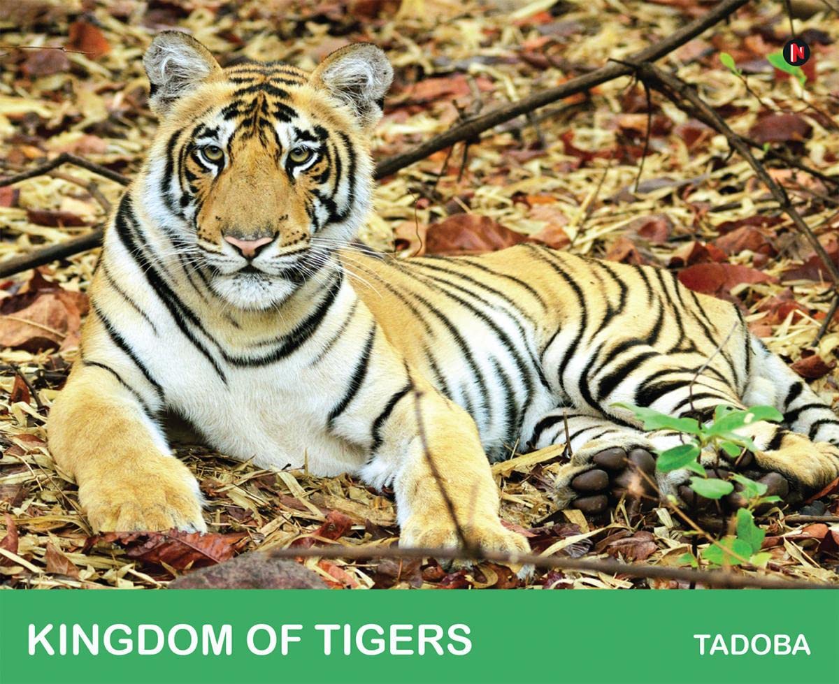 Kingdom of Tigers  Tadoba