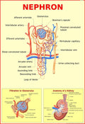 Human Nephron Chart | 70 x 100 cm | Laminated Educational Wall Chart | Human Physiology Poster for Biology, Medical & Anatomy St