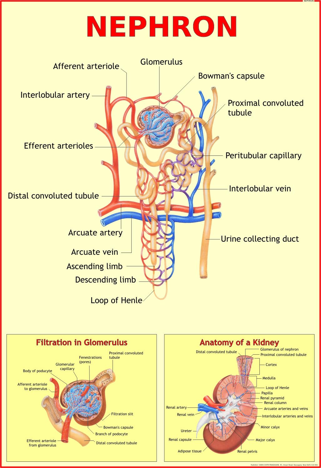 Human Nephron Chart | 70 x 100 cm | Laminated Educational Wall Chart | Human Physiology Poster for Biology, Medical & Anatomy St