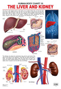 The Liver & Kidney Educational Wall Chart for Kids  48 x 73 cm, Colourful Laminated Learning Chart for Classroom, Preschool & H