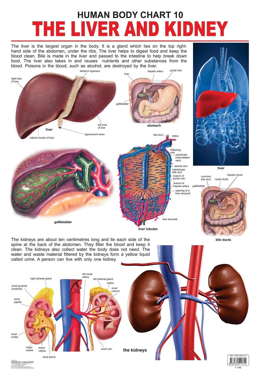 The Liver & Kidney Educational Wall Chart for Kids  48 x 73 cm, Colourful Laminated Learning Chart for Classroom, Preschool & H