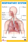 Respiratory System  Thick Laminated Primary Chart