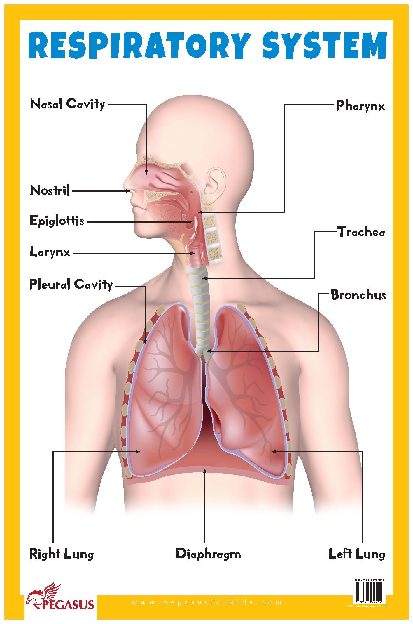 Respiratory System  Thick Laminated Primary Chart