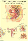 Human Female Reproductive System Chart | 70x100 cm | Laminated Educational Wall Chart | Human Physiology Poster for Biology, Med