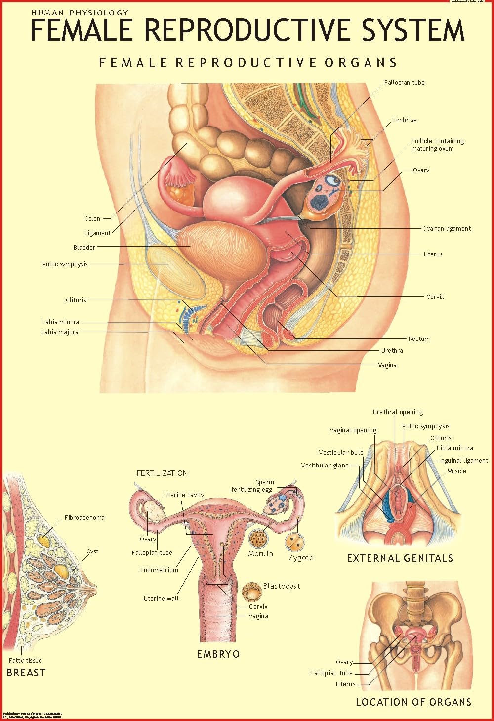 Human Female Reproductive System Chart | 70x100 cm | Laminated Educational Wall Chart | Human Physiology Poster for Biology, Med