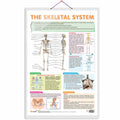 THE SKELETAL SYSTEM CHART | The Marvels of Human Skeleton: A Comprehensive Educational Chart