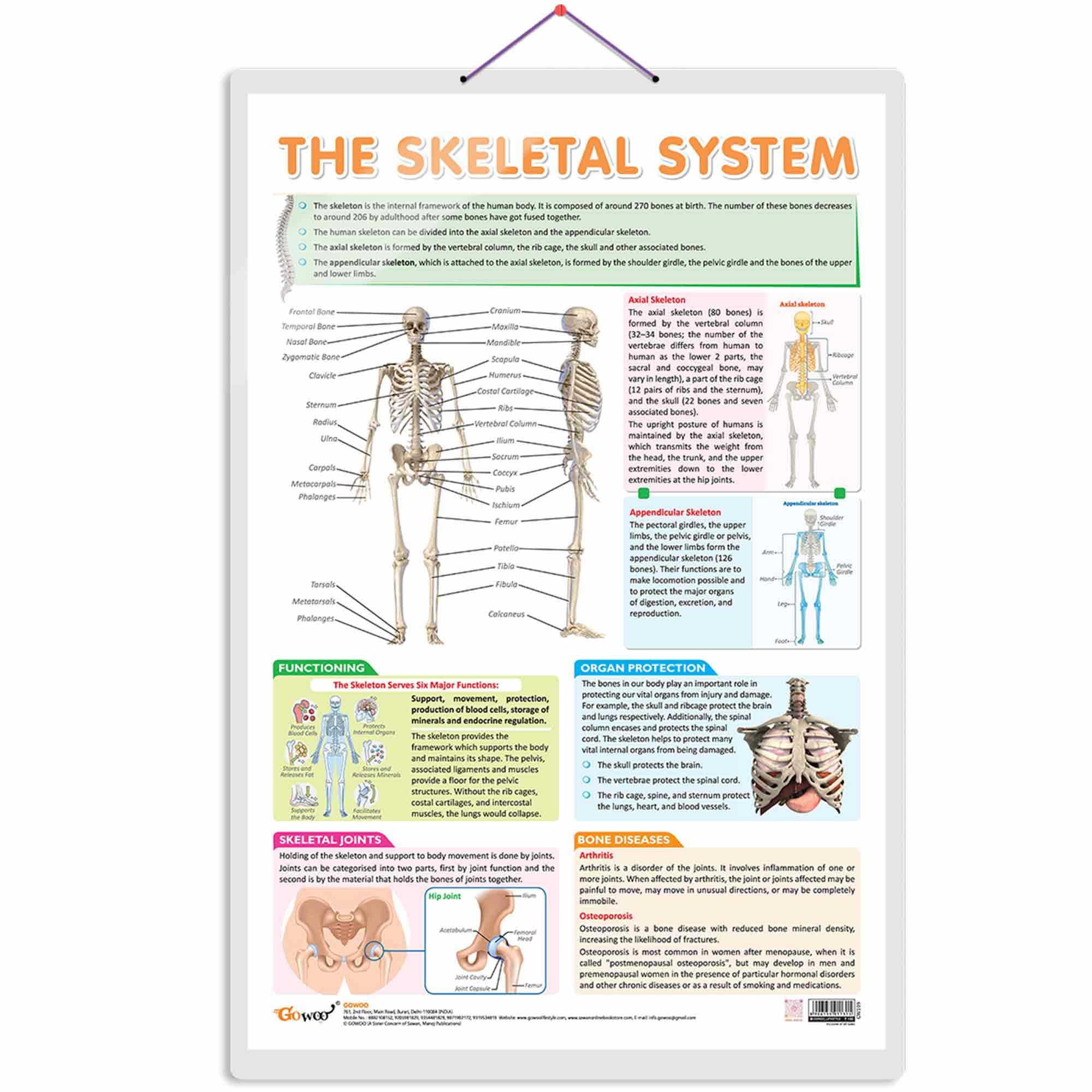 THE SKELETAL SYSTEM CHART | The Marvels of Human Skeleton: A Comprehensive Educational Chart