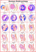Human Embryology Chart | 70x100 cm | Laminated Educational Wall Chart | Human Physiology Poster for Biology, Medical & Anatomy S