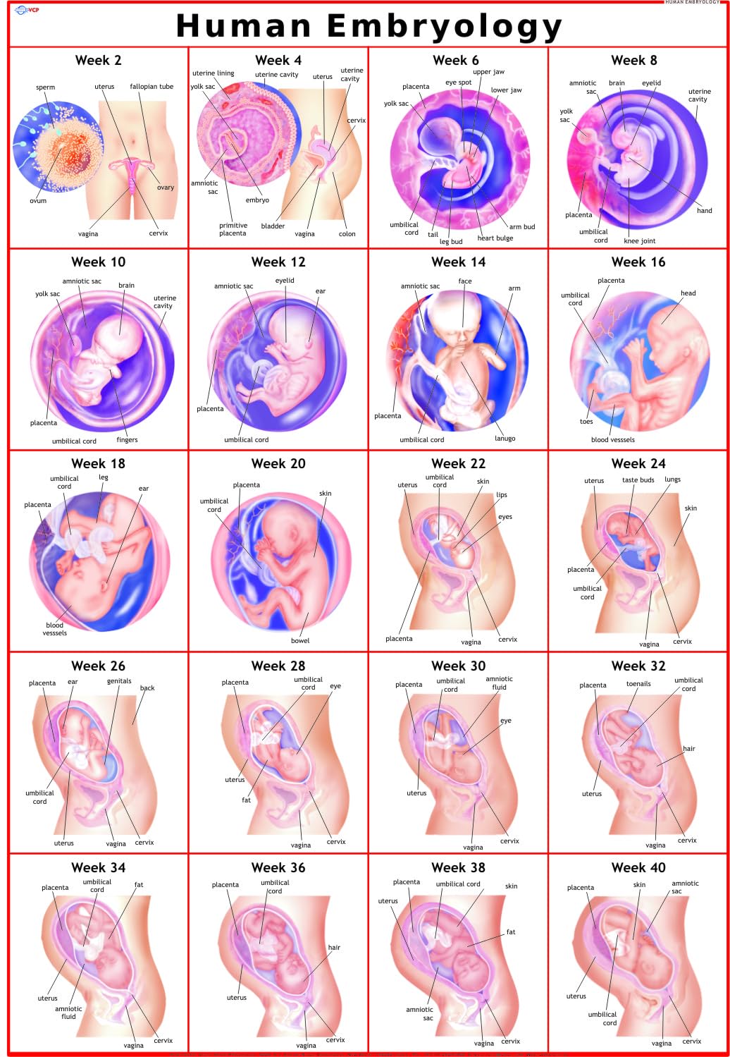 Human Embryology Chart | 70x100 cm | Laminated Educational Wall Chart | Human Physiology Poster for Biology, Medical & Anatomy S