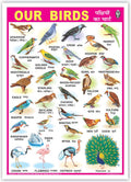 Our Birds (Size 70 X 100 Cms)|Laminated Both Sides