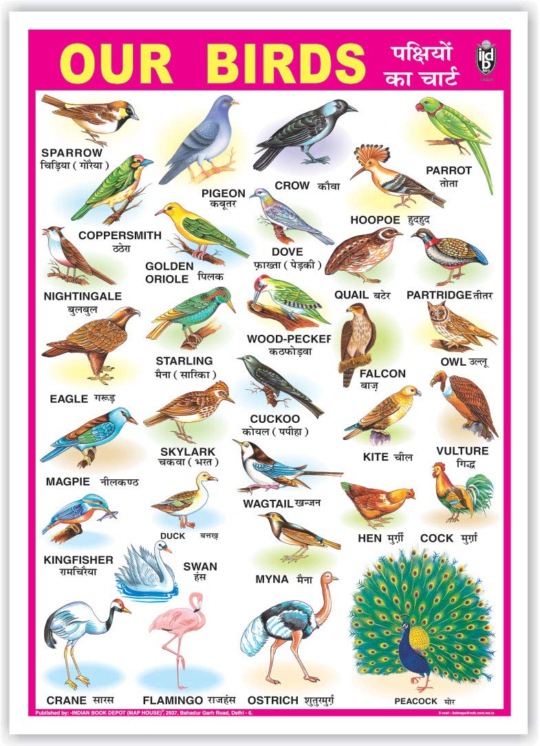 Our Birds (Size 70 X 100 Cms)|Laminated Both Sides