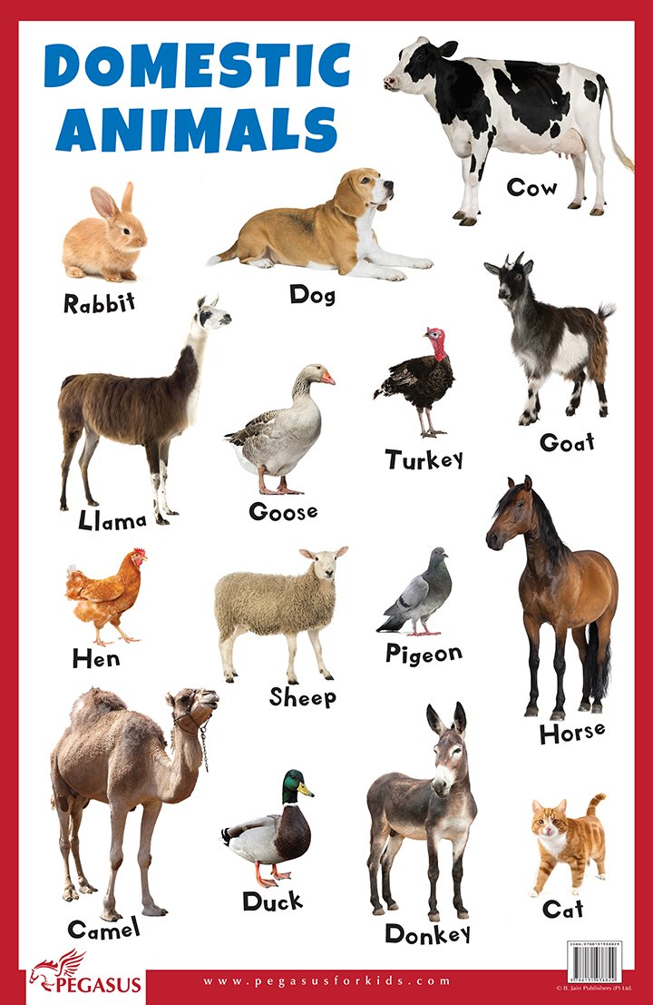Domestic Animals  Thick Laminated Primary Chart