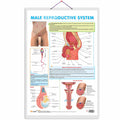 MALE REPRODUCTIVE SYSTEM CHART | Unveiling the Male Reproductive System: Comprehensive Chart