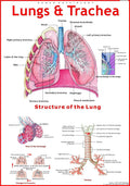 Lungs & Trachea Chart