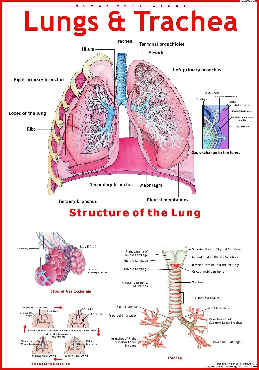 Lungs & Trachea Chart