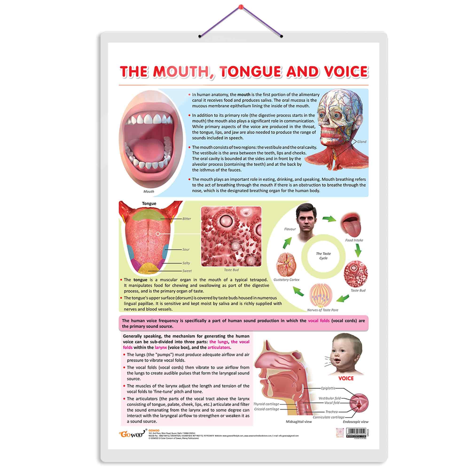 THE MOUTH, TONGUE AND VOICE CHART | The Art of Communication: Interactive Mouth, Tongue, and Voice Poster