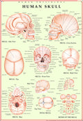Human Skull Chart | 70x100 cm | Laminated Educational Wall Chart | Human Physiology Poster for Biology, Medical & Anatomy Studen