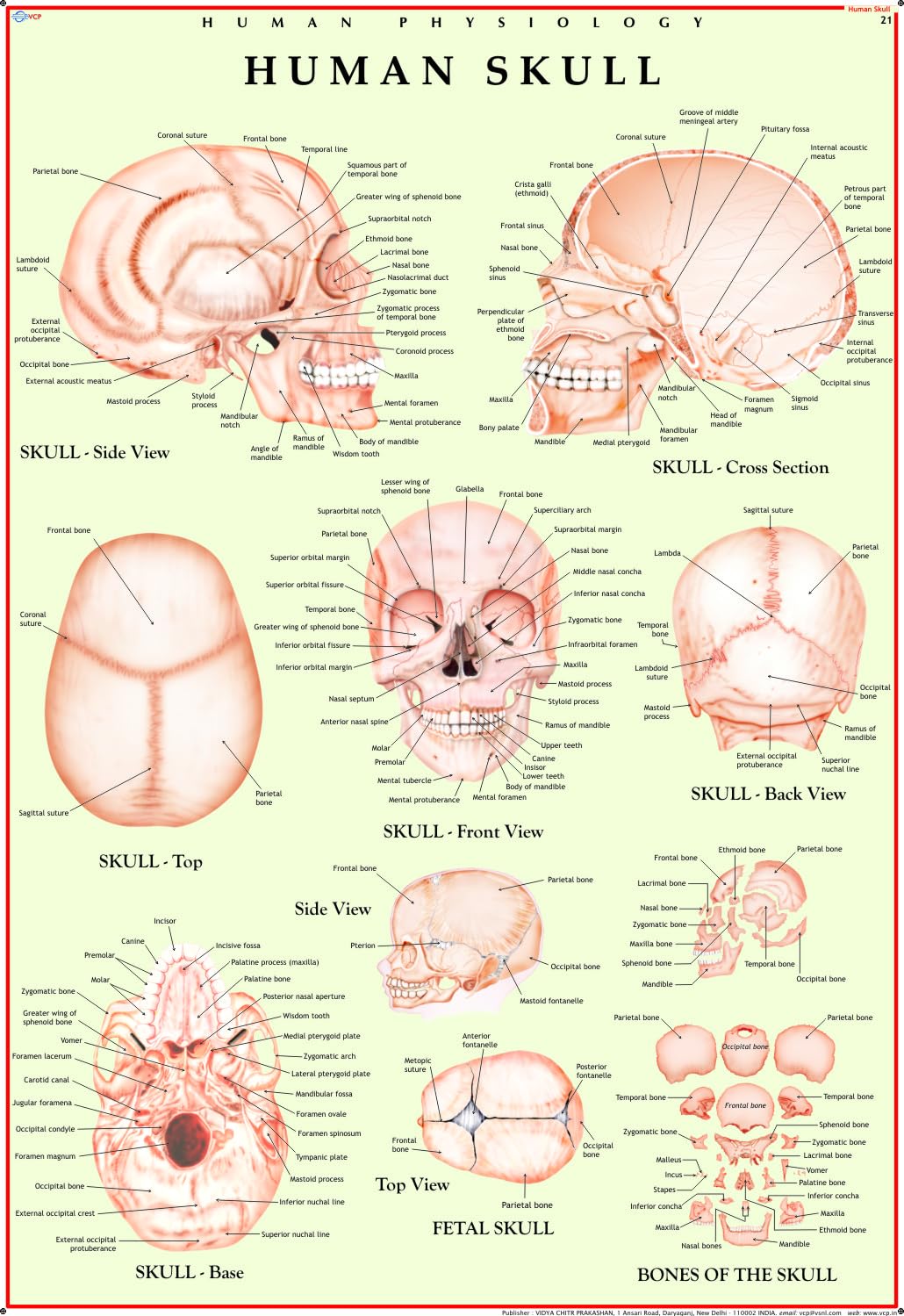 Human Skull Chart | 70x100 cm | Laminated Educational Wall Chart | Human Physiology Poster for Biology, Medical & Anatomy Studen