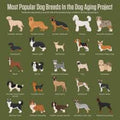Secrets Of Successful Dog Breeding