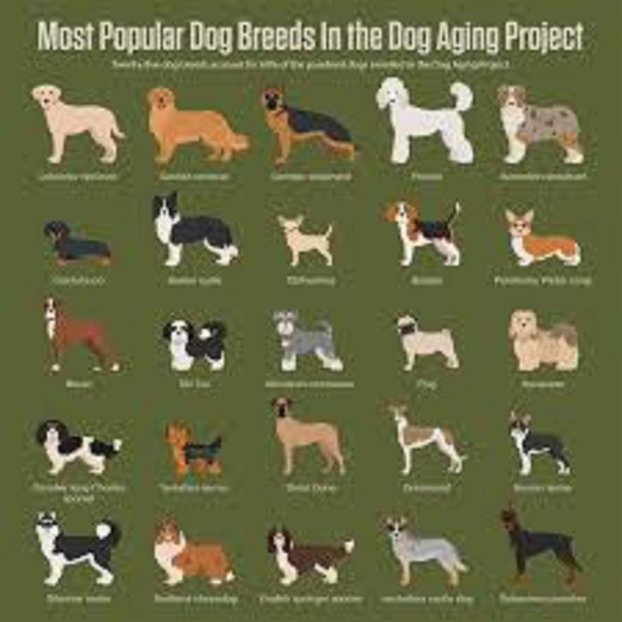Secrets Of Successful Dog Breeding