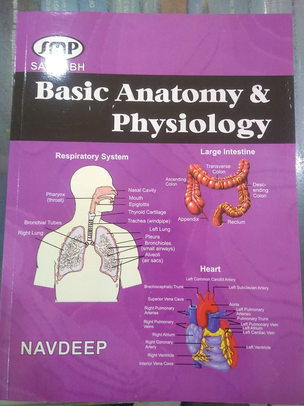 Basic Anatomy & Physiology