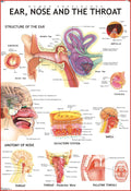 Human Ear, Nose & Throat Chart | 70x100 cm | Laminated Educational Wall Chart | Human Physiology Poster for Biology, Medical & A