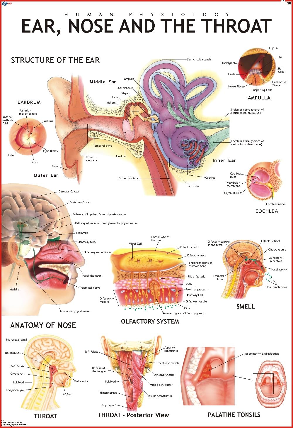 Human Ear, Nose & Throat Chart | 70x100 cm | Laminated Educational Wall Chart | Human Physiology Poster for Biology, Medical & A