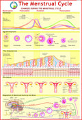 Menstrual Cycle Chart | 70 x 100 cm | Laminated Educational Wall Chart | Human Physiology Poster for Biology, Medical & Anatomy 