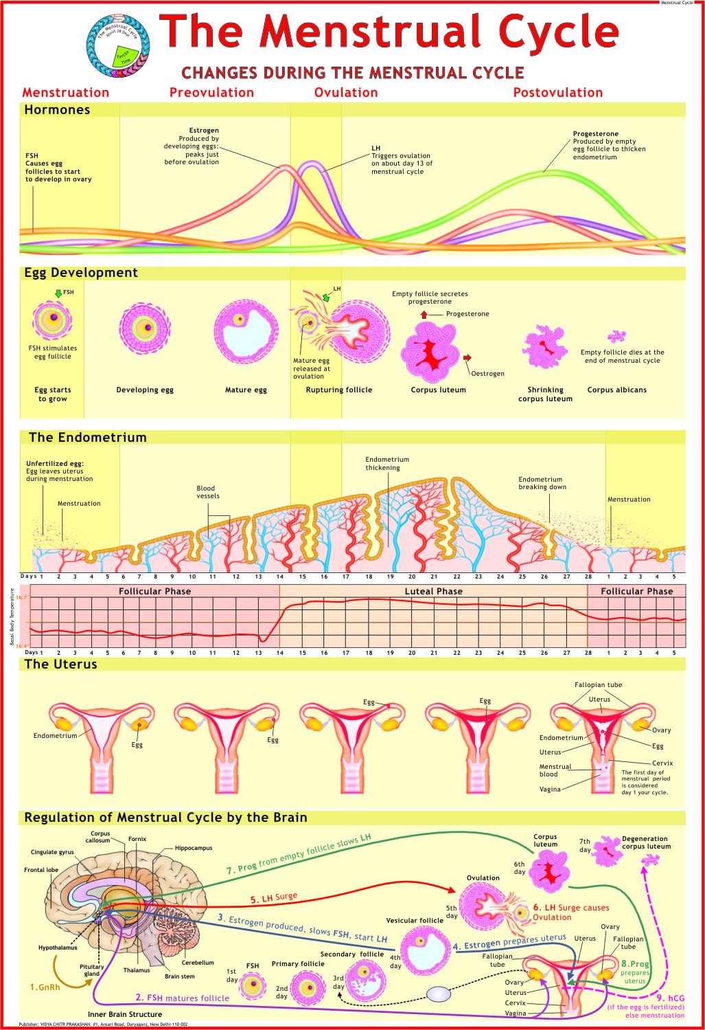 Menstrual Cycle Chart | 70 x 100 cm | Laminated Educational Wall Chart | Human Physiology Poster for Biology, Medical & Anatomy 
