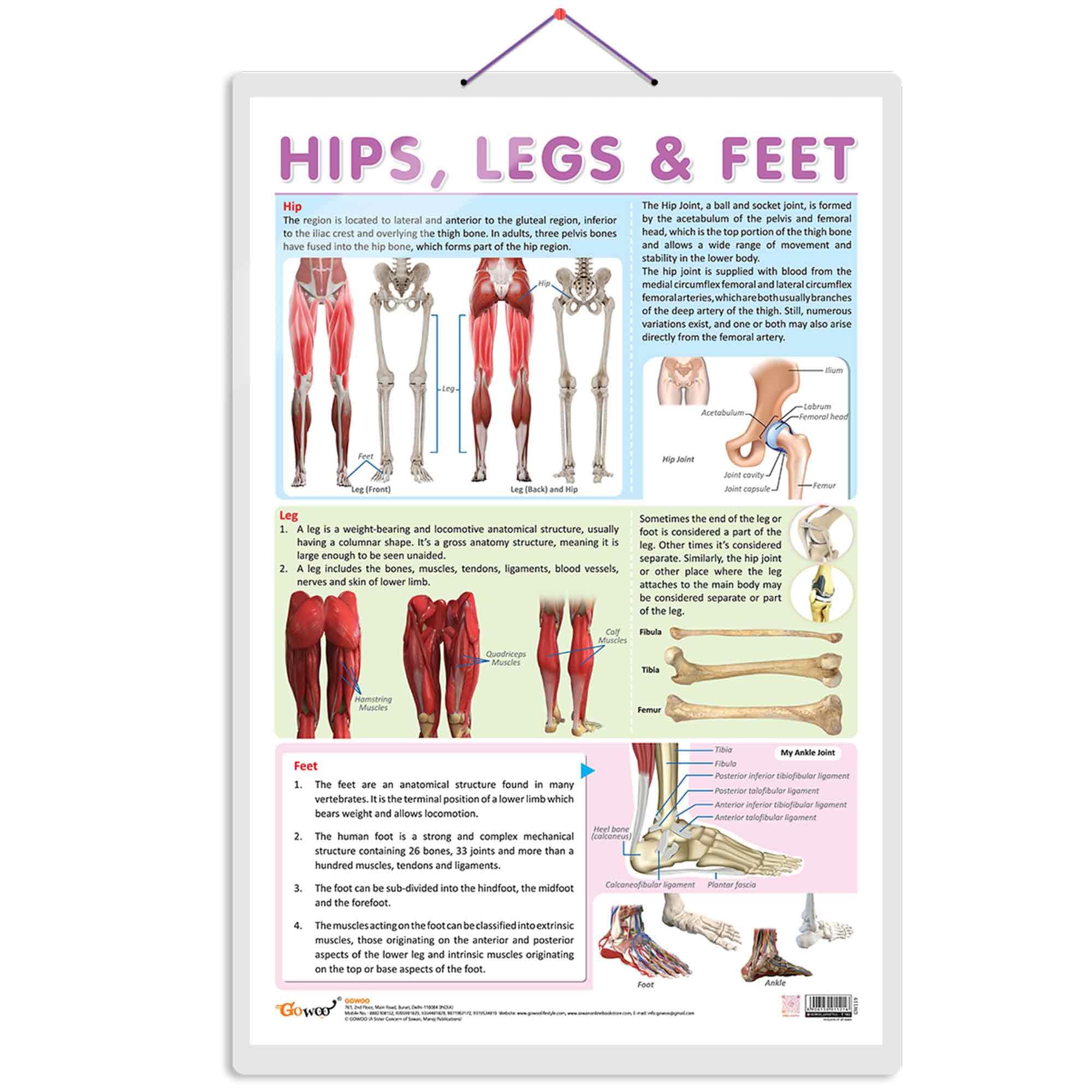HIPS, LEGS AND FEET CHART | Understanding Lower Extremity Structure: Informative Charts