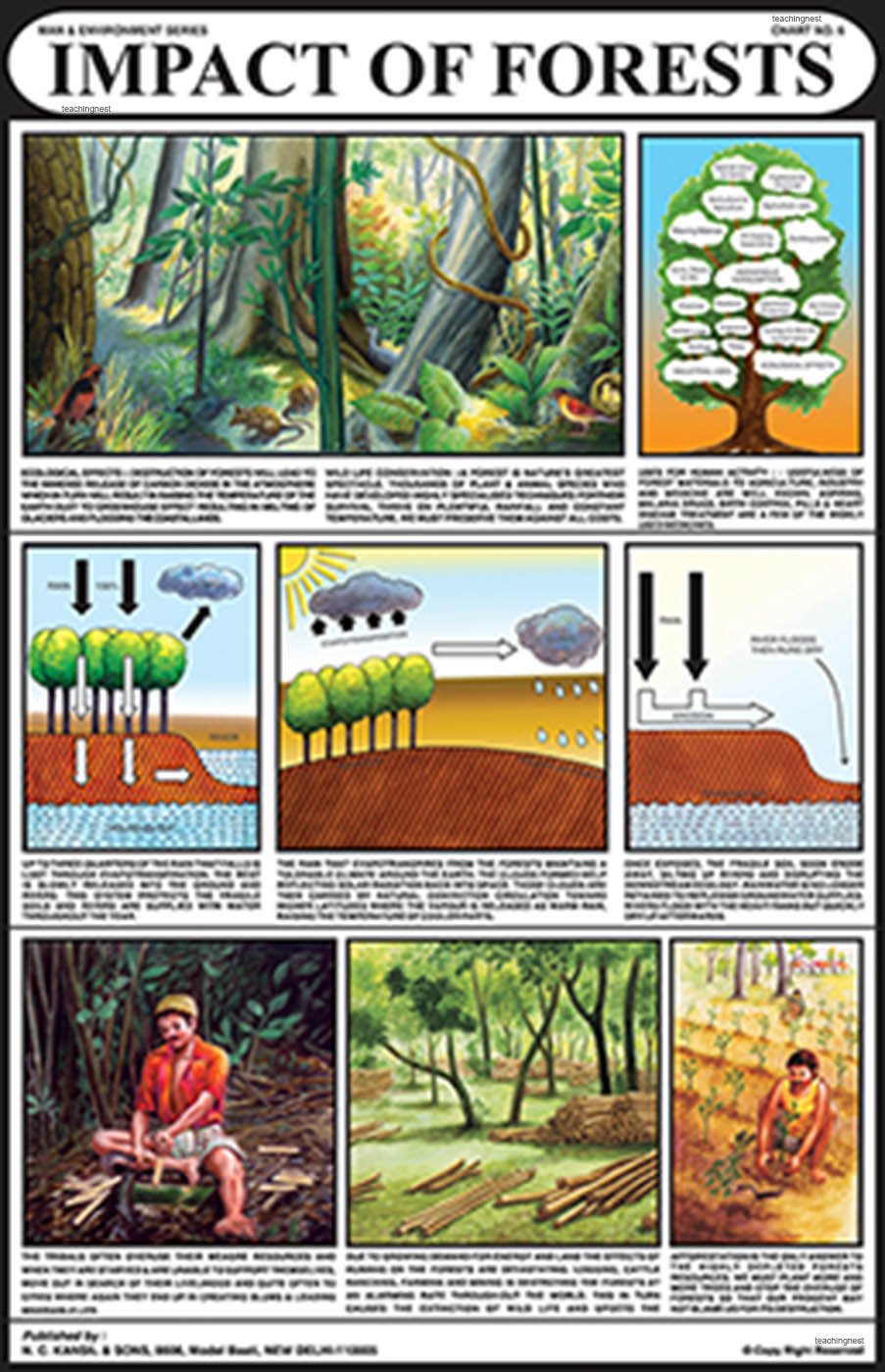 Me06 | Impact Of Forests Chart (50X75Cm) [Wall Chart]