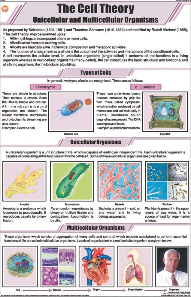 Stg01 | Teachingnest | The Cell Theory Chart (58X90 Cm) | English | General Science Charts | With Rollers [Wall Chart]